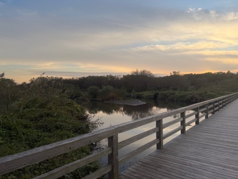 姿勢を維持して練り歩く🐾